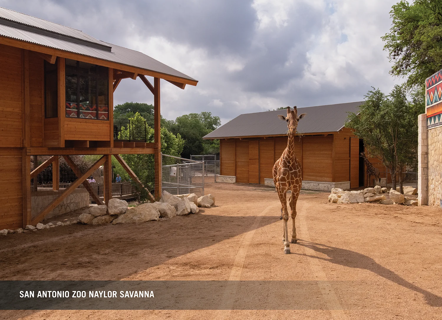 Award_SA_Zoo_Naylor_Savanna