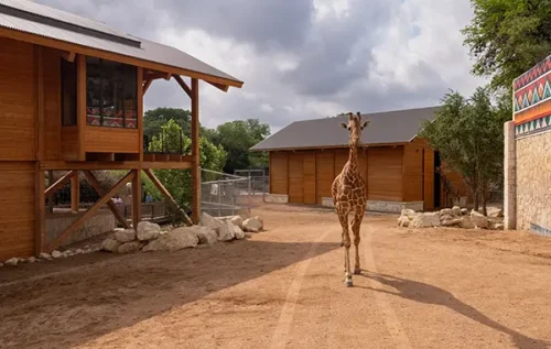 San Antonio Zoo Naylor Savanna